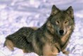 /album/fotogallerij/a1-wolf-jpg/